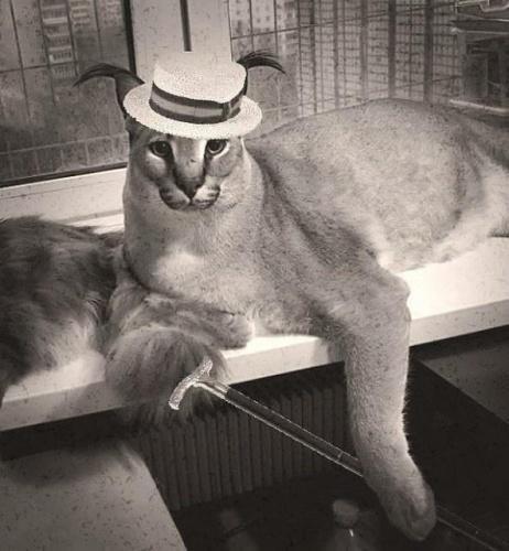 Большой Шлепа Русский кот - мем порода каракал рысь пельмени арбуз4