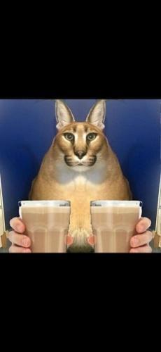 Большой Шлепа Русский кот - мем порода каракал рысь пельмени арбуз9