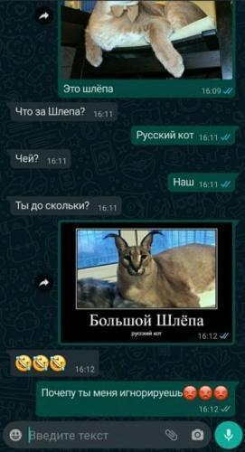 Большой Шлепа Русский кот - мем порода каракал рысь пельмени арбуз3