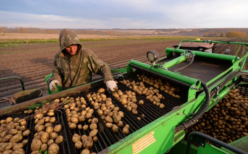 Рабочий перебирает клубни на комбайне во время уборки урожая картофеля в Красноярском крае1