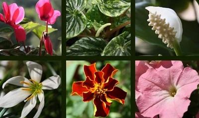 Язык цветов: цветы могут рассказать о многом