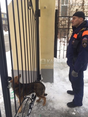 В Казани в решетке забора застряла собака1