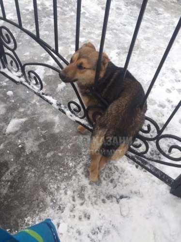 В Казани в решетке забора застряла собака2