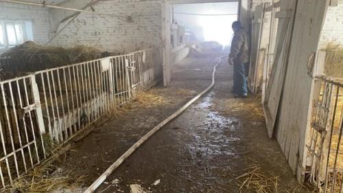 В Татарстане произошел пожар на ферме: во время эвакуации рожала корова2