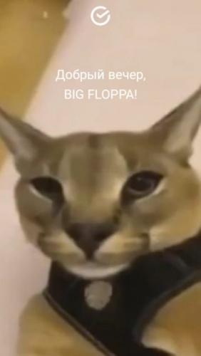 Большой Шлепа Русский кот - мем порода каракал рысь пельмени арбуз10