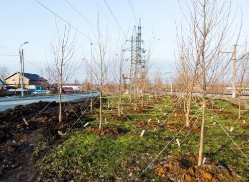 В Татарстане 8 мая высадят 350 тысяч саженцев деревьев1