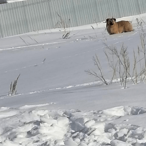 В Татарстане спасли кота, раненного из арбалета1