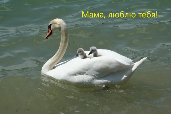 День матери 2021 – лучшие поздравления маме6
