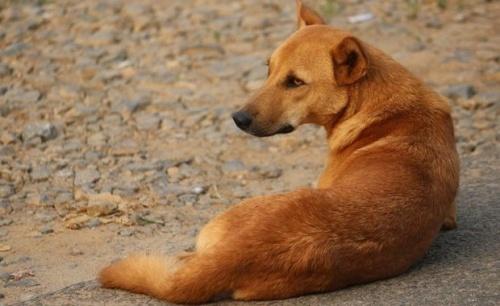Кинологи научат казанцев обращаться с бездомными собаками1