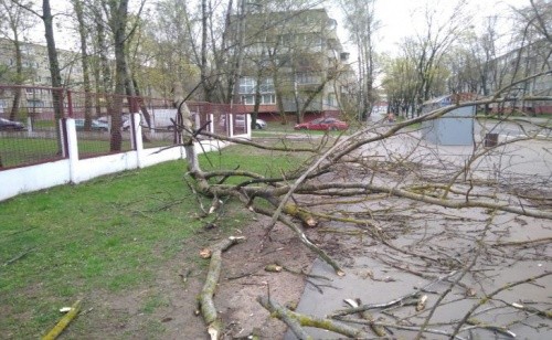 Непогода в Беларуси: ветер вырывает деревья и сносит крыши1