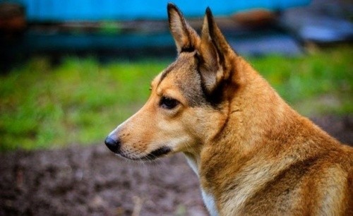 В Тукаевском районе РТ завысили показатели по отлову собак 1