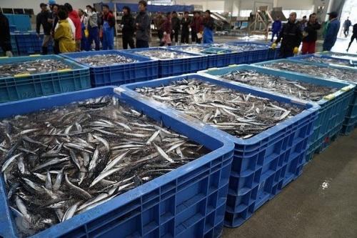 Производитель рыбных консервов заявил о массовом фальсификате сайры1