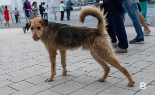 В Казани начнут работать мобильные пункты вакцинации собак1