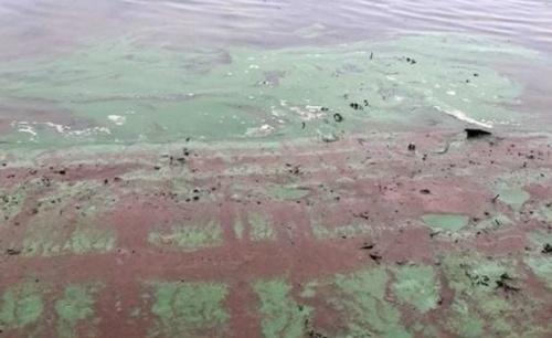 В Татарстане запустят эксперимент по борьбе с сине-зелеными водорослями1
