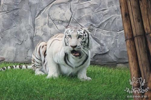 В зоопарке Нижнего Новгорода поселилась тигрица из казанского цирка1