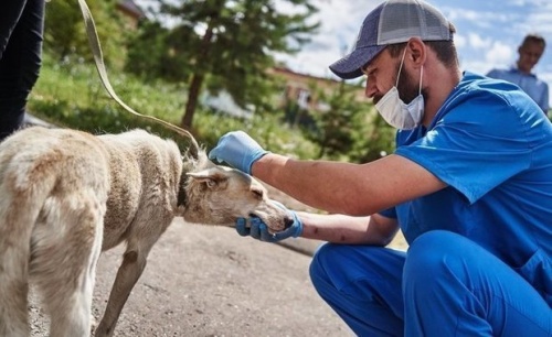 Мобильный пункт вакцинации собак будет работать в поселке Кадышево1