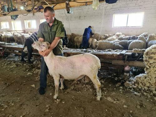 Ставрополье – лидер по производству овечьей шерсти1