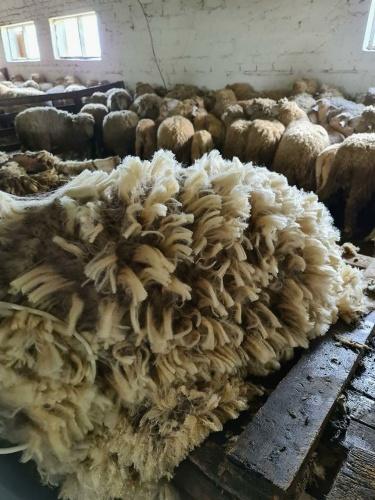 Ставрополье – лидер по производству овечьей шерсти2