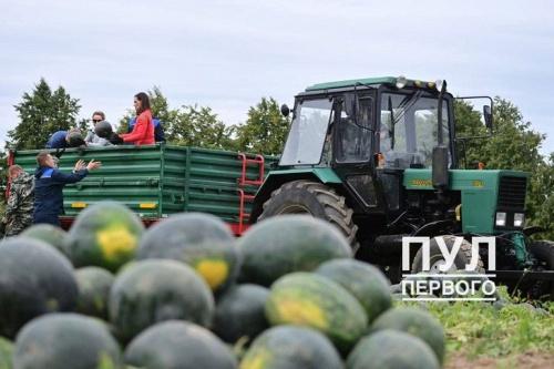 Лукашенко подключился к сбору урожая арбузов1