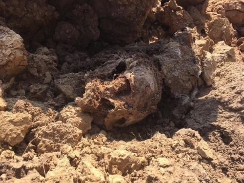 Появились фото с места обнаружения человеческих останков в Камском Устье5
