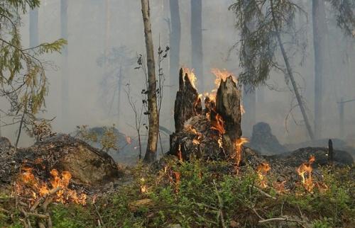 Путин поручил выделить средства на тушение лесных пожаров в России1