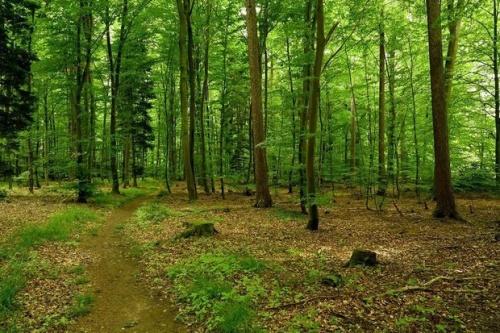 В Арском районе Татарстана совершено нападение на егеря1