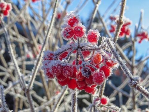 В Татарстане во вторник прогнозируются заморозки1