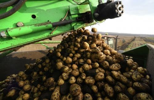 Сбор урожая картофеля в Красноярском крае1