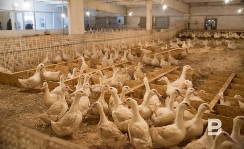 Эксперт спрогнозировала ухудшение ситуации по птичьему гриппу птиц в России1