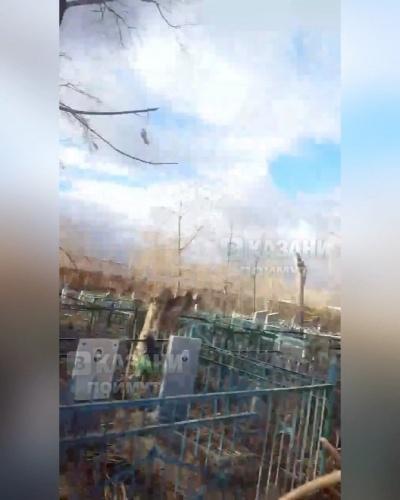 На казанском кладбище сняли на видео, как на могилы свалили спилы деревьев1