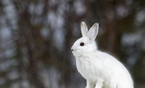 С 15 октября в Татарстане начинается сезон охоты на зайца-русака1