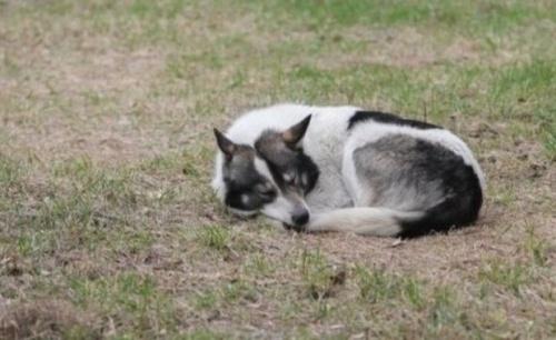 Казанцы оставили более 2,3 тыс. заявок на отлов бездомных собак1