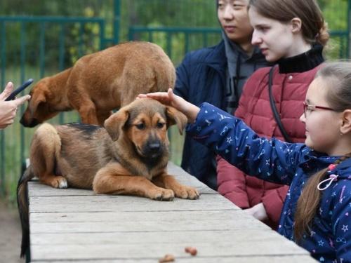 В Казани проведут акцию по поиску хозяев для бездомных животных1