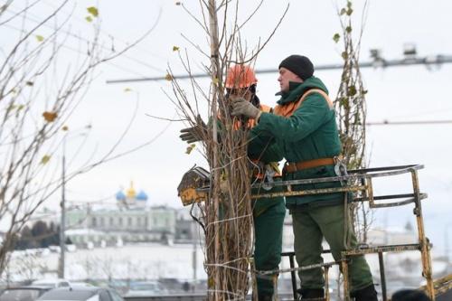В Казани специалисты готовят деревья к зиме1