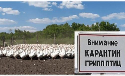 Власти РТ постановили изъять домашнюю птицу в Тукаевском районе1