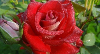 Особенности розы чайно-гибридной