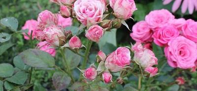 Саженцы мелкоцветковых роз (спрей)