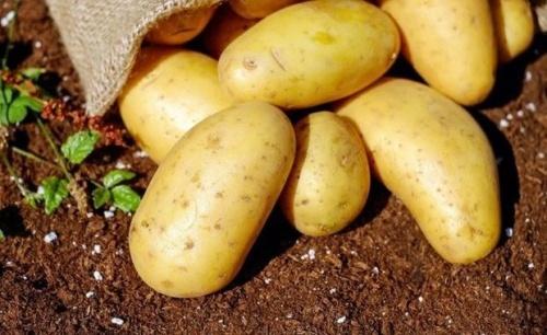 Россиян предупредили о риске нехватки картофеля в 2022 году1