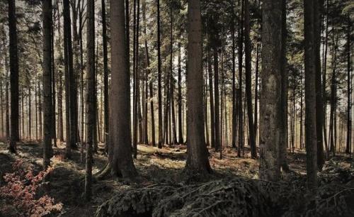 В 2021 году в Татарстане восстановили больше лесов, чем вырубили1