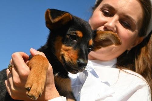 В Казани поступило почти 350 заявок по отлову бездомных собак с начала года1