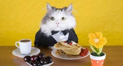 Каким кормом лучше кормить кота