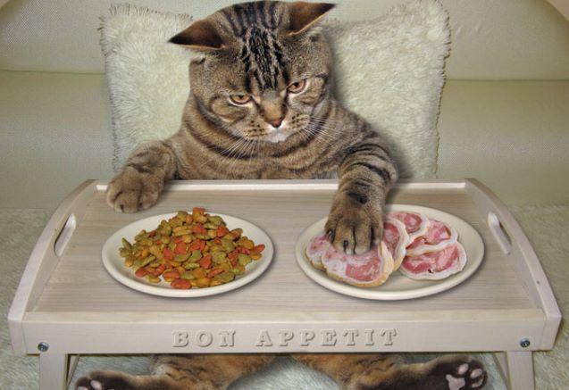 Каким кормом лучше кормить кота