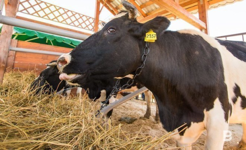 В Пестречинском районе Татарстана нарастят производство молока и мяса 1