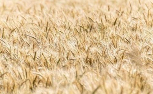 В этом году в России прогнозируется рекордный урожай зерновых1