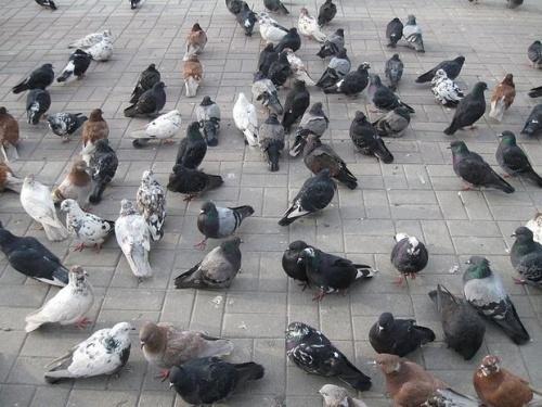В Казани очевидцы замечают большое количество мертвых голубей2