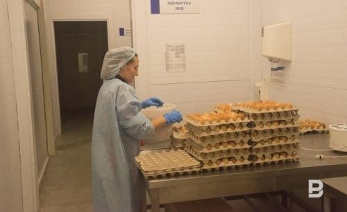 В первом полугодии в Татарстане выросло производство молока и яиц 0