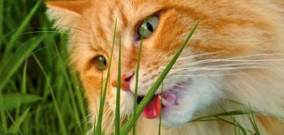 Почему коты и кошки едят траву?