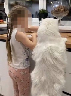 Самый большой кот в мире живет в Старом Осколе, Россия 1