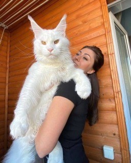 Самый большой кот в мире живет в Старом Осколе, Россия 3