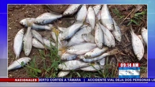 Таинственный дождь из рыбы идет каждый год в маленькой общине Гондураса 1